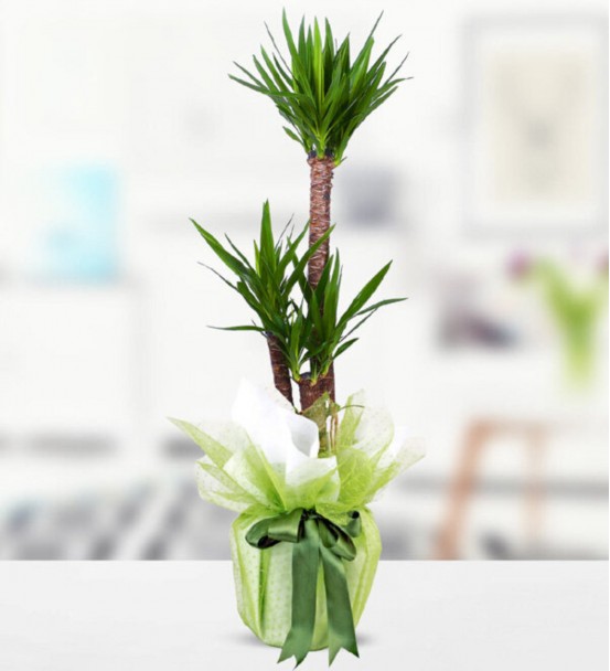 2 Li Yuka Çiçeği 70-100 Cm